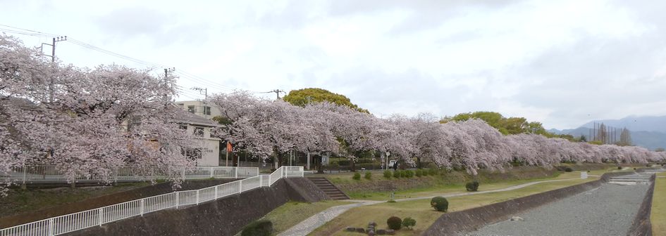 富士見大橋からみた桜01-2025.04.10