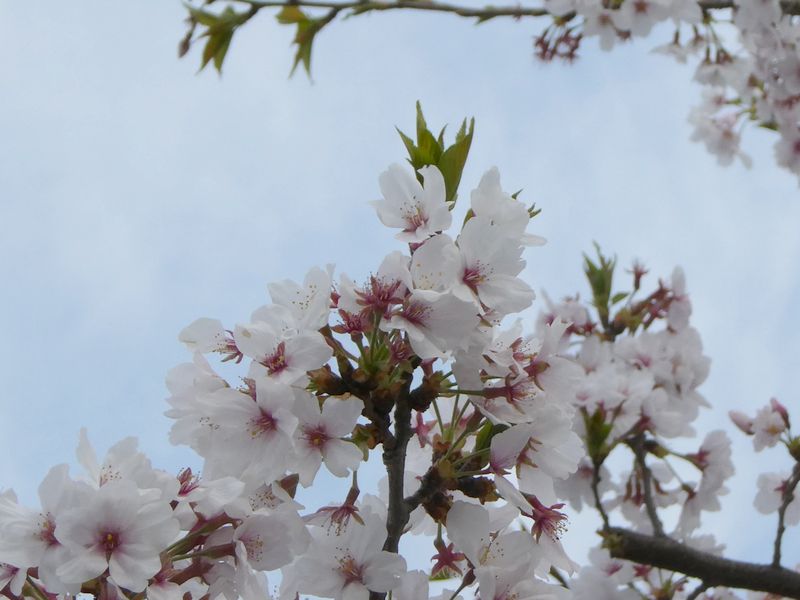 秦野市役所の桜01-2025.04.10