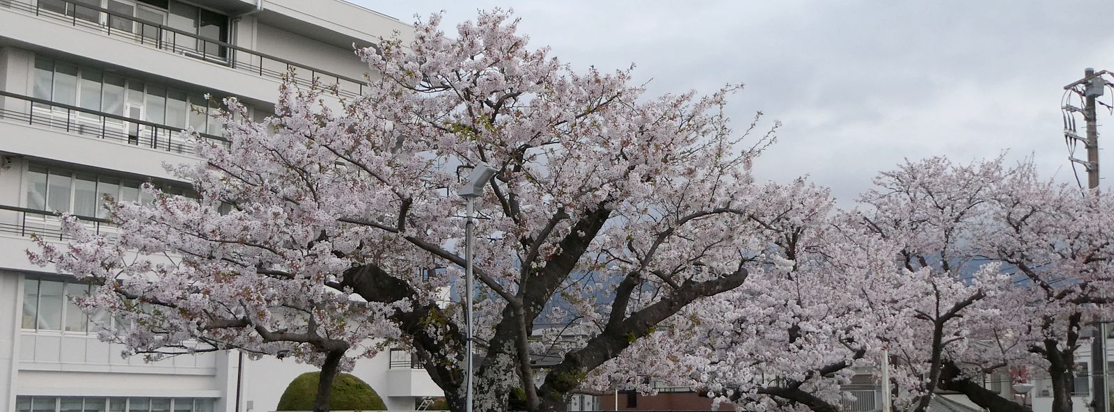 秦野市役所の桜02-2025.04.10