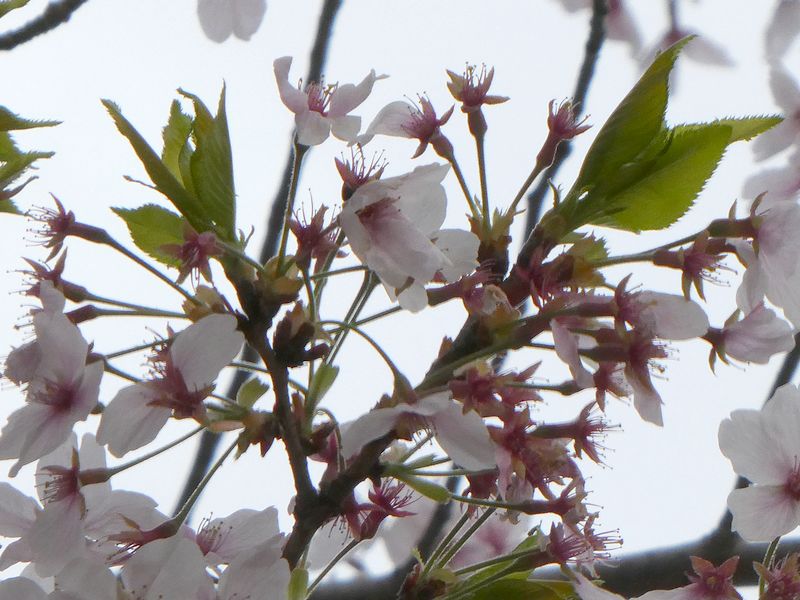 はだの桜みちの桜01-2025.04.10