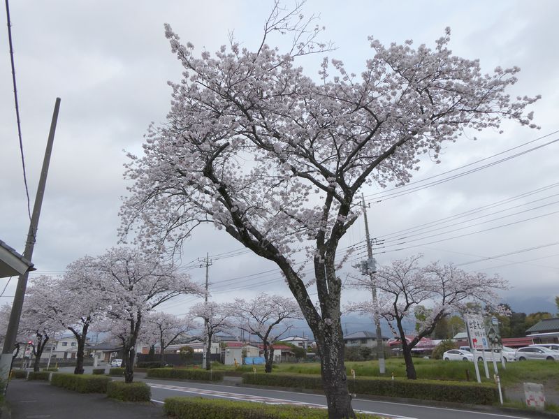はだの桜みちの桜02-2025.04.10