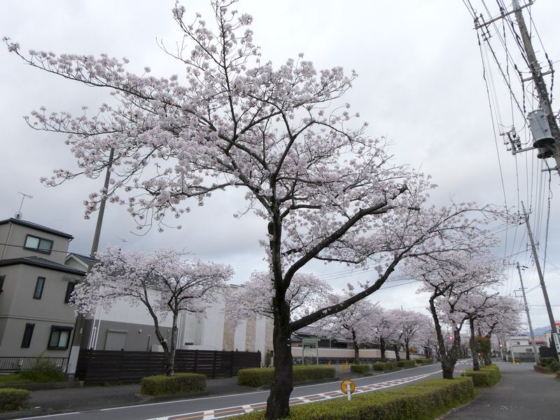 はだの桜みちの桜03-2025.04.10