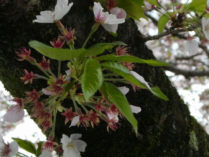 カルチャーパーク前の桜01-2025.04.11