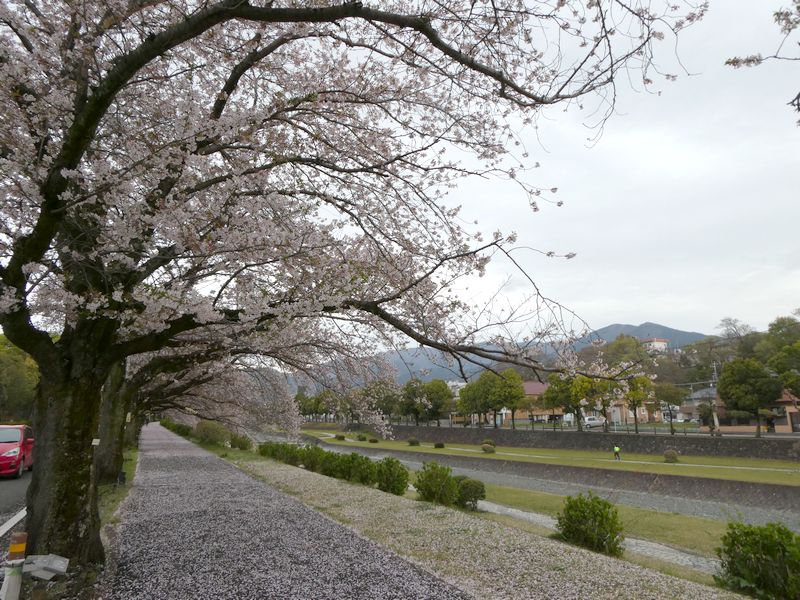 カルチャーパーク前の桜02-2025.04.11