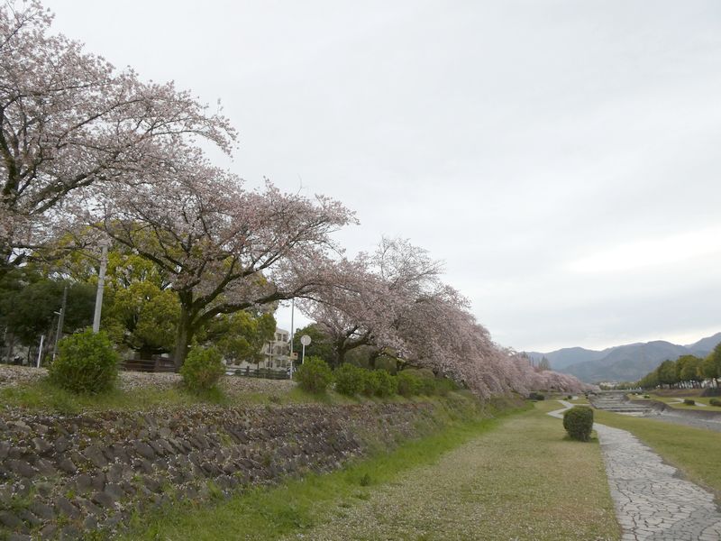 カルチャーパーク前の桜03-2025.04.11