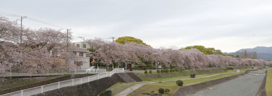 富士見大橋からみた桜01-2025.04.11