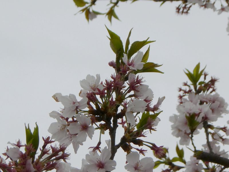 秦野市役所の桜01-2025.04.11