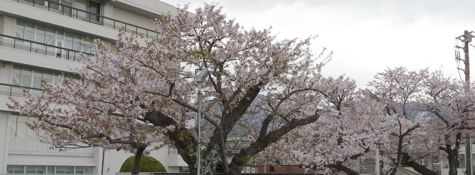 秦野市役所の桜02-2025.04.11