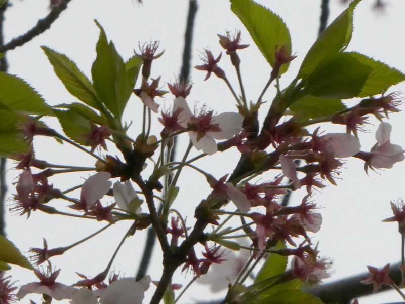 はだの桜みちの桜01-2025.04.11