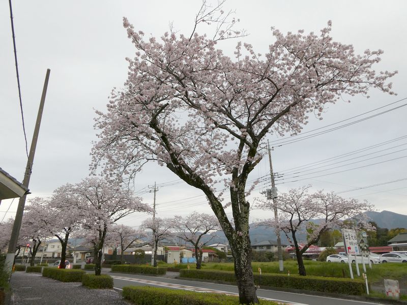 はだの桜みちの桜02-2025.04.11