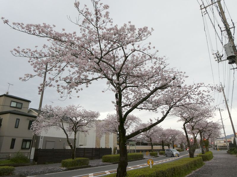 はだの桜みちの桜03-2025.04.11