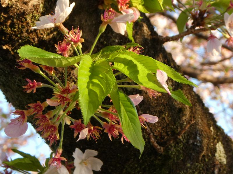 カルチャーパーク前の桜01-2025.04.12