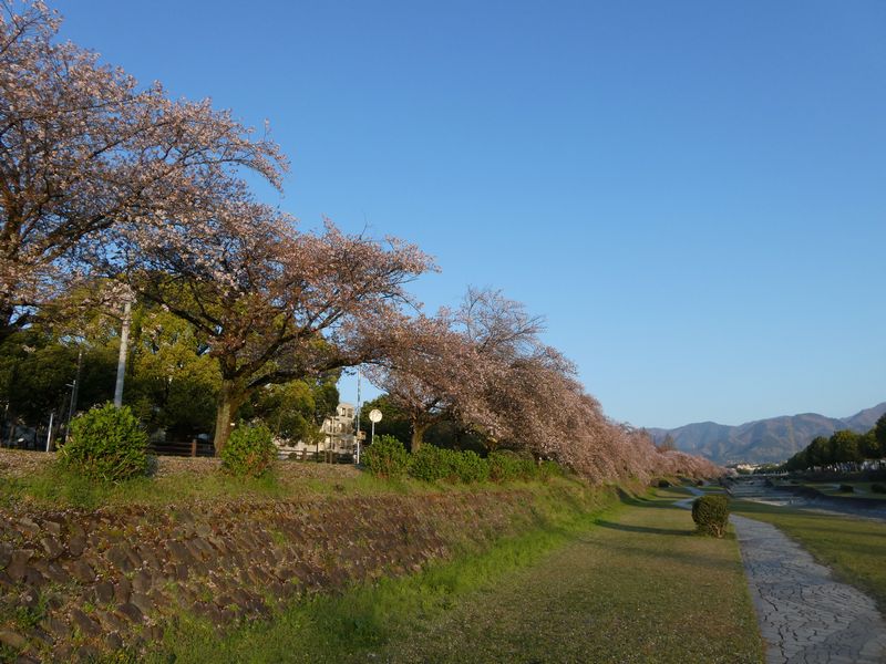 カルチャーパーク前の桜03-2025.04.12