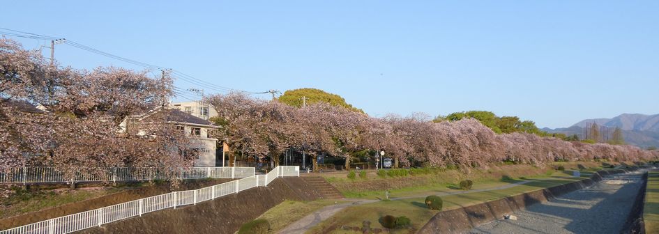 富士見大橋からみた桜01-2025.04.12
