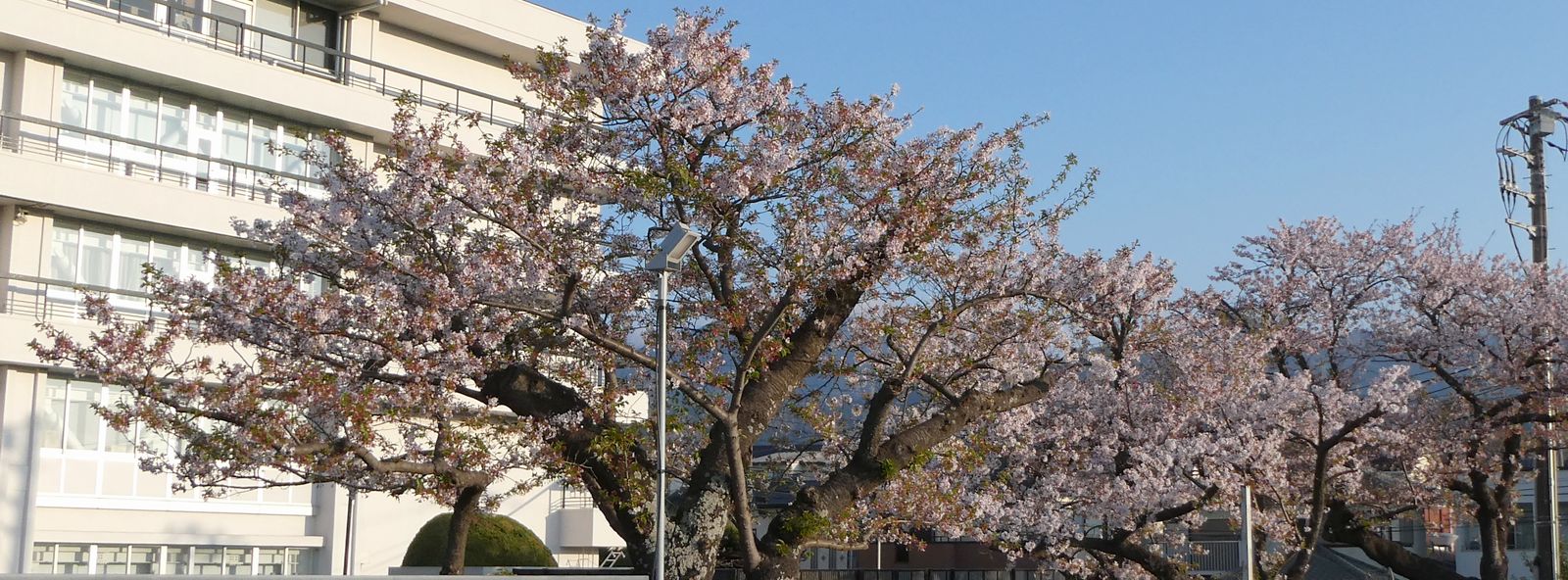 秦野市役所の桜02-2025.04.12