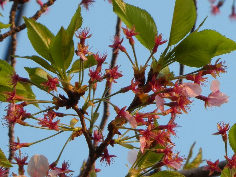 はだの桜みちの桜01-2025.04.12