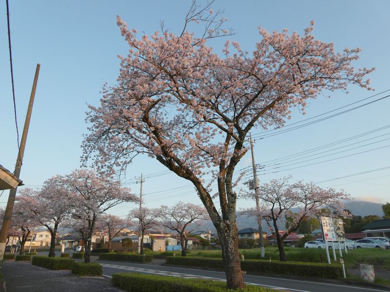 はだの桜みちの桜02-2025.04.12