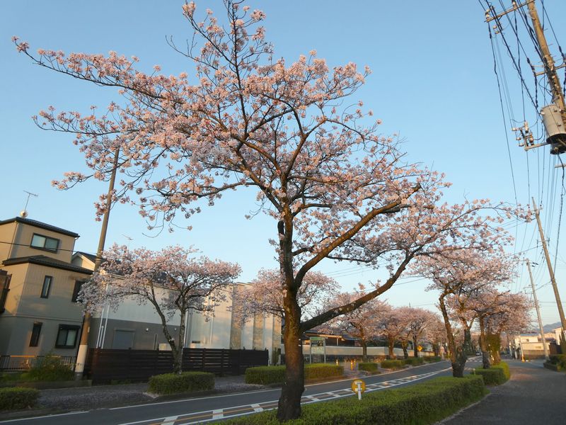 はだの桜みちの桜03-2025.04.12