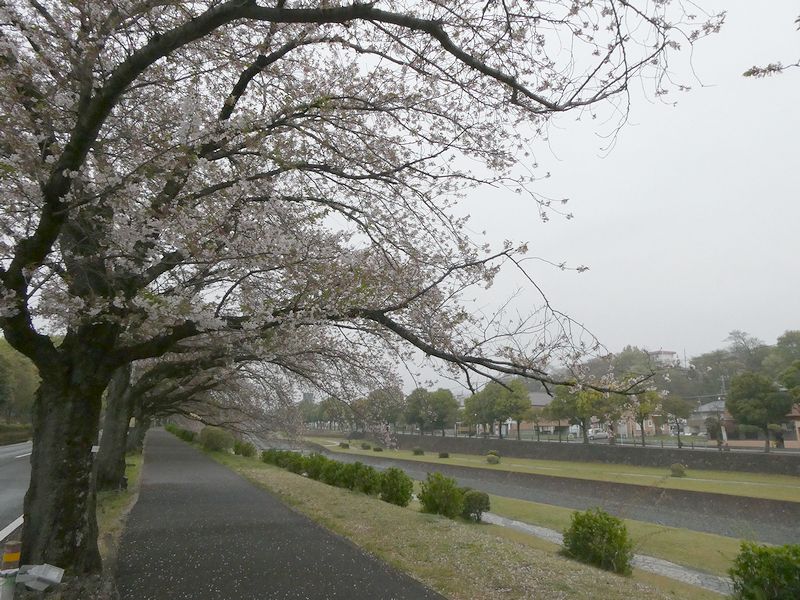 カルチャーパーク前の桜02-2025.04.13