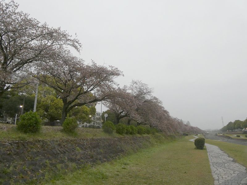 カルチャーパーク前の桜03-2025.04.13