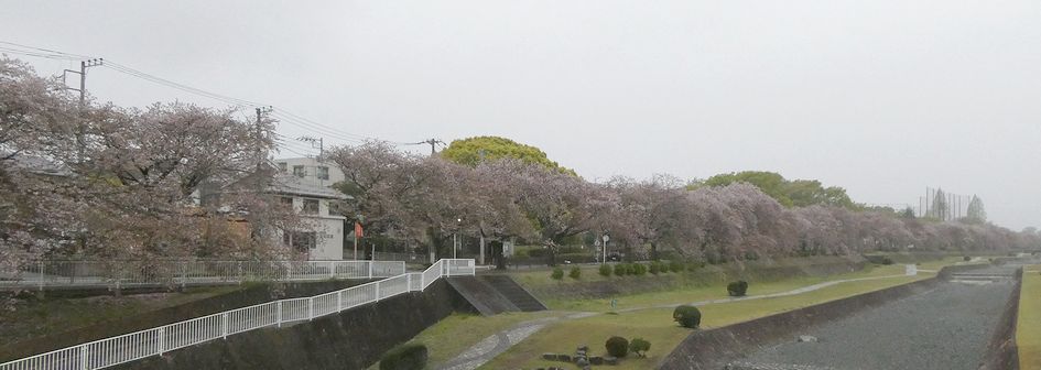 富士見大橋から見た桜01-2025.04.13