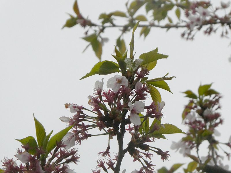 秦野市役所の桜01-2025.04.13