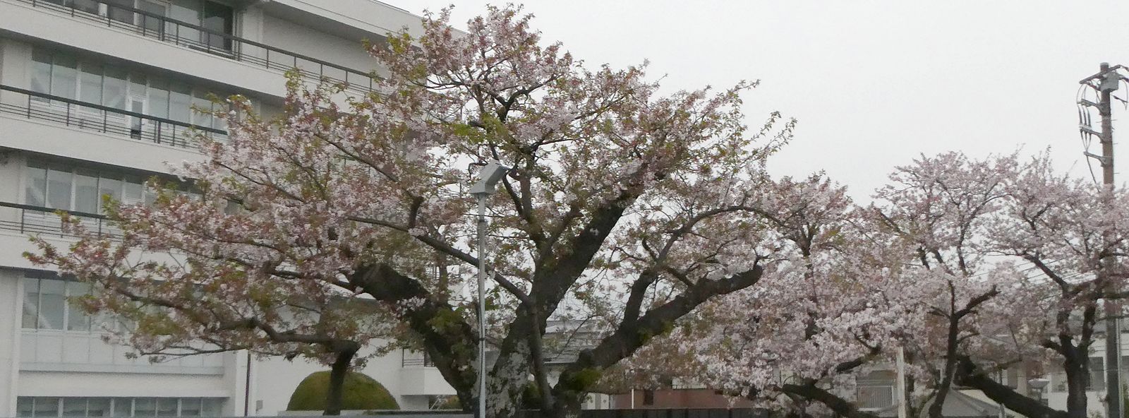 秦野市役所の桜02-2025.04.13