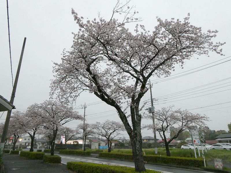 はだの桜みちの桜02-2025.04.13