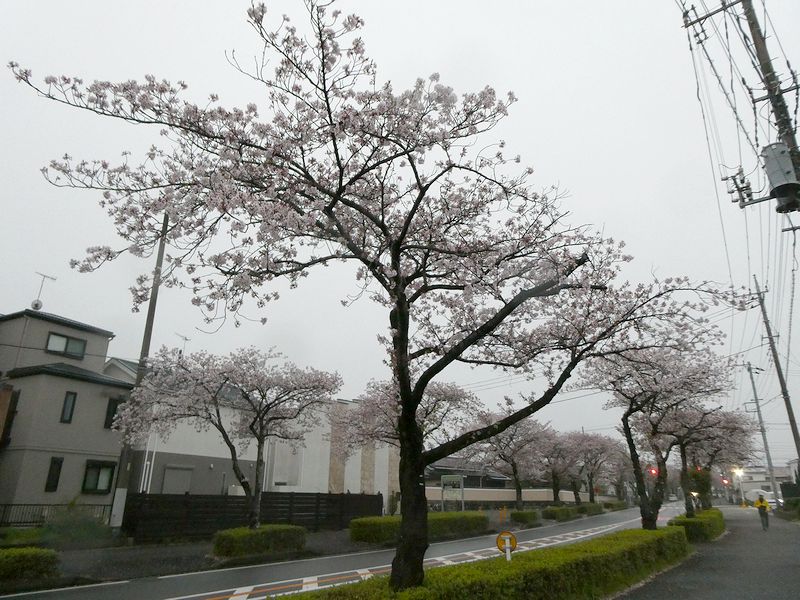はだの桜みちの桜03-2025.04.13