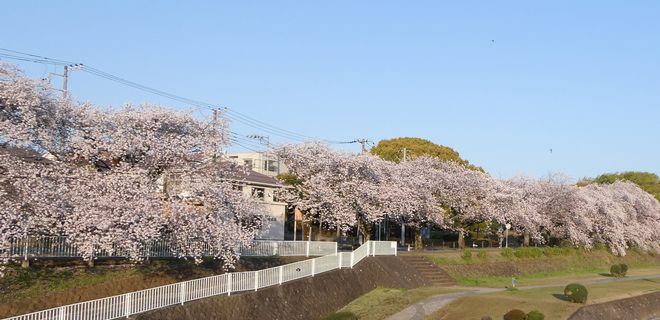 富士見橋から見た桜
