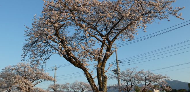 はだの桜みちの桜