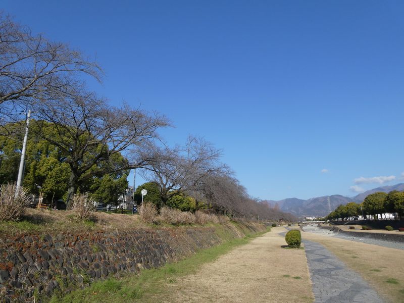 カルチャーパーク前の桜03-2026.03.15