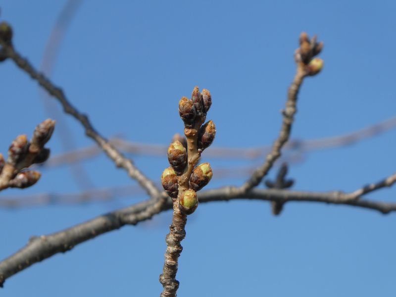 秦野市役所の桜01-2026.03.15