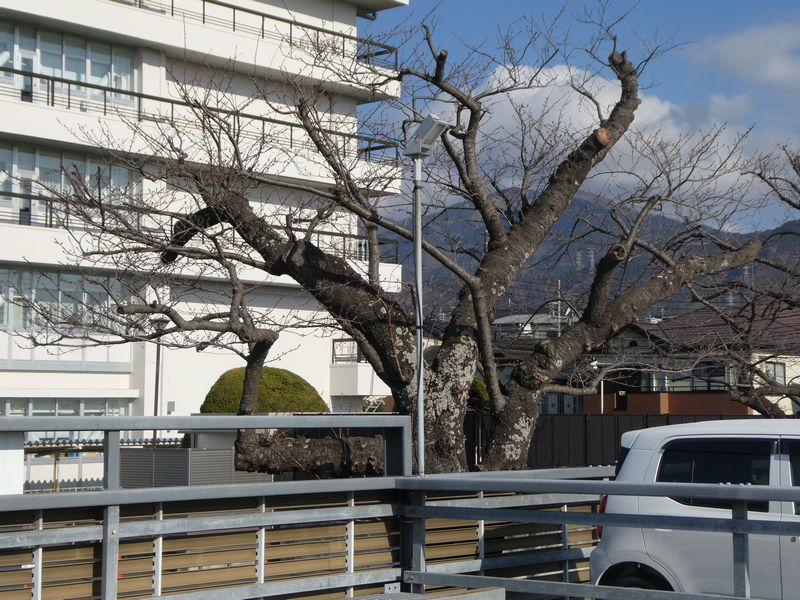 秦野市役所の桜02-2026.03.15