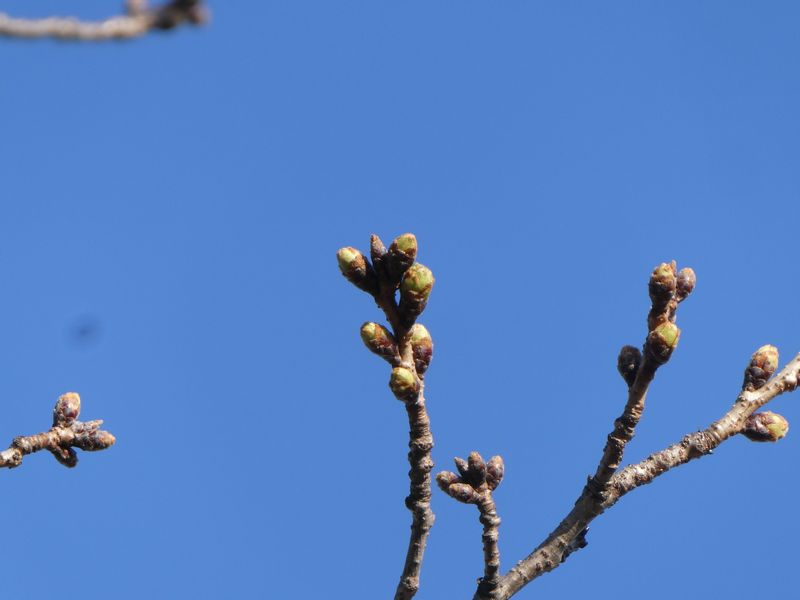 はだの桜みちの桜01-2026.03.15