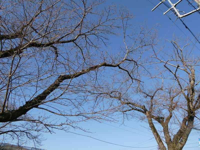 はだの桜みちの桜02-2026.03.15