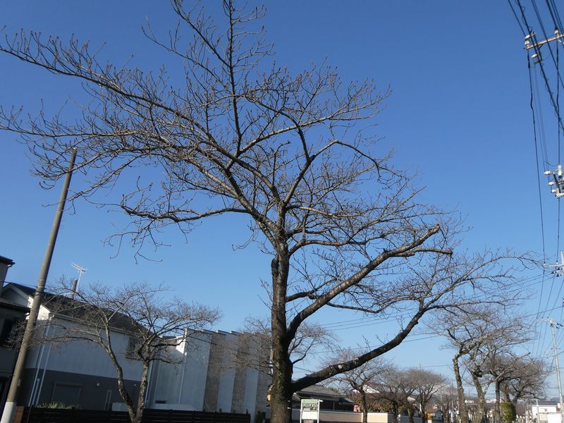 はだの桜みちの桜03-2026.03.15