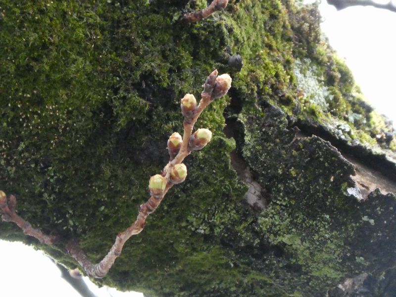 カルチャーパーク前の桜01-2026.03.16