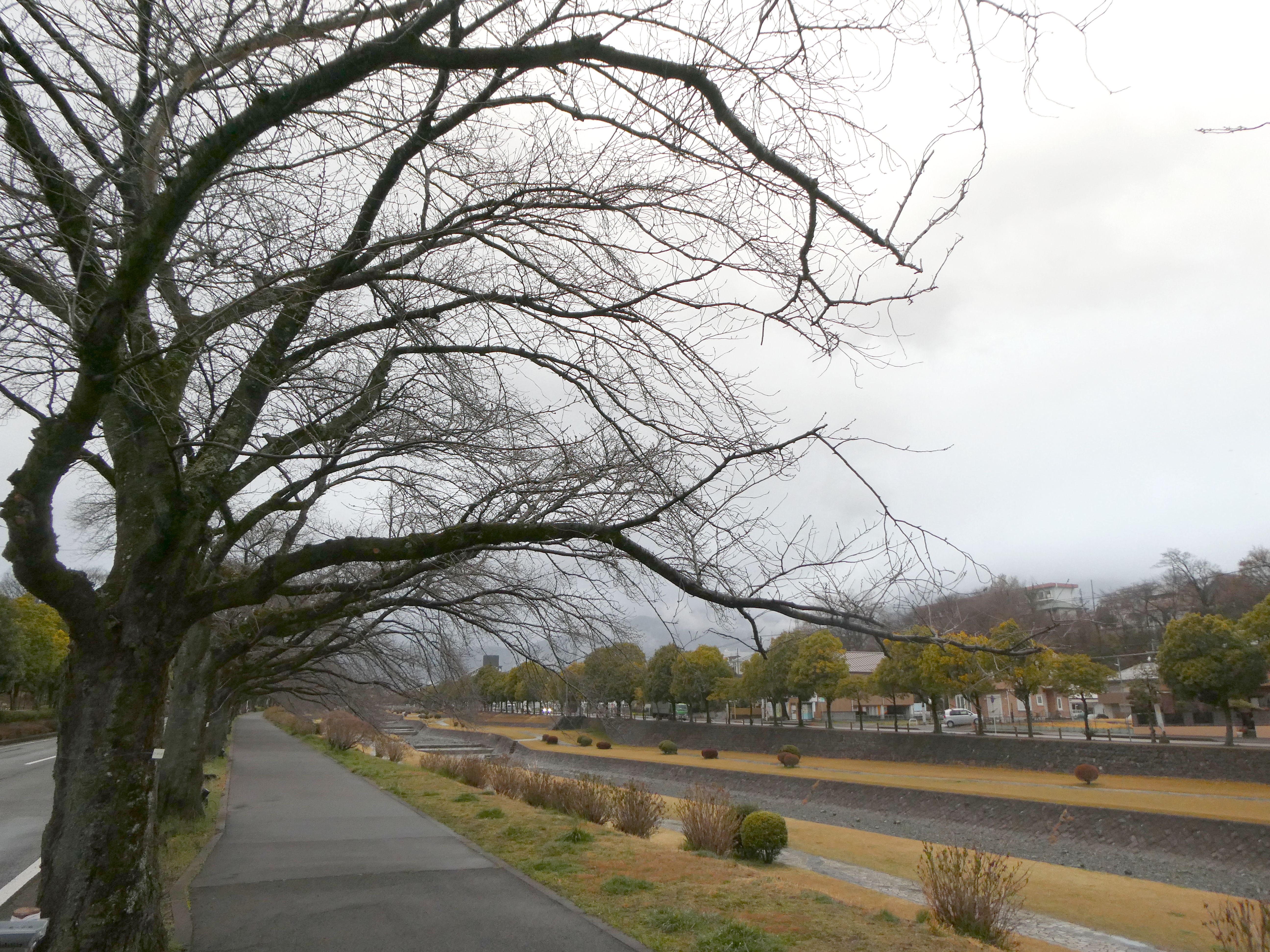 カルチャーパーク前の桜02-2026.03.16