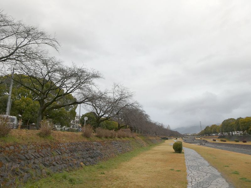 カルチャーパーク前の桜03-2026.03.16