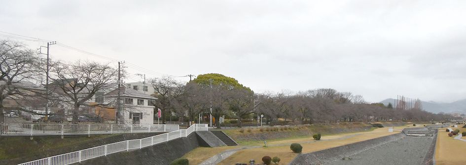 富士見大橋から見た桜01-2026.03.16
