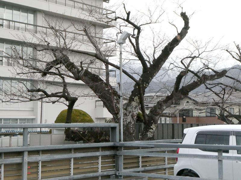 秦野市役所の桜02-2026.03.16