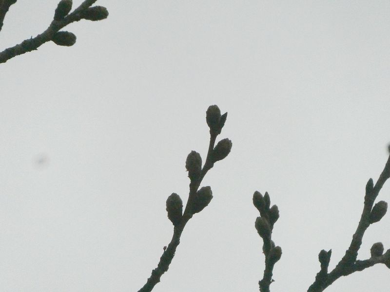 はだの桜みちの桜01-2026.03.16