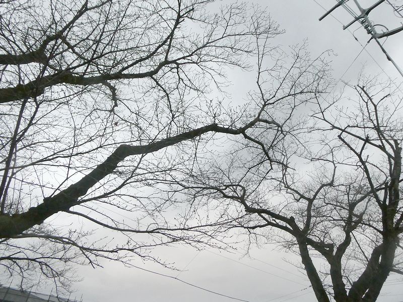 はだの桜みちの桜02-2026.03.16