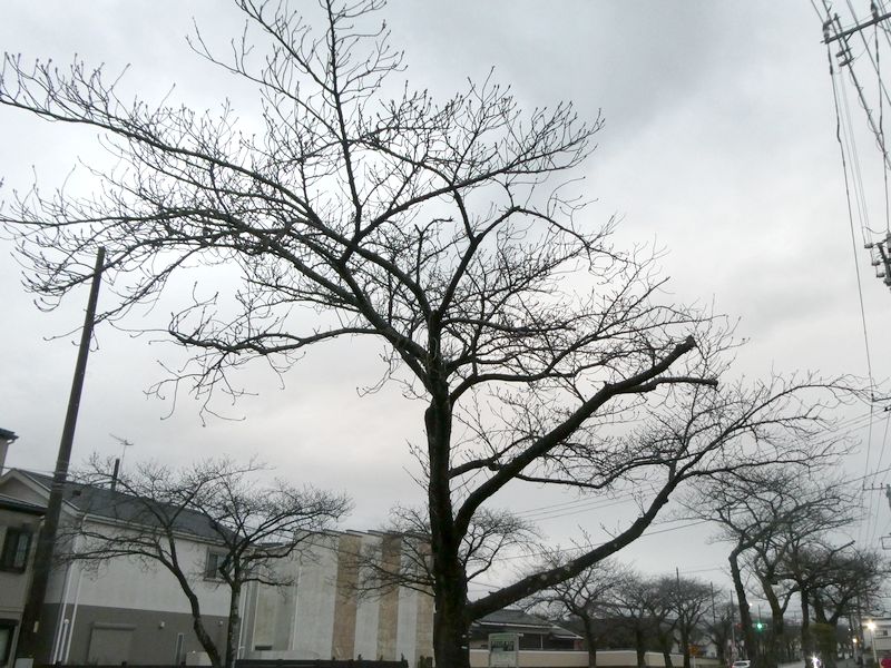 はだの桜みちの桜03-2026.03.16