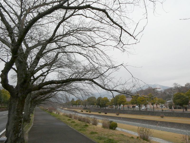 カルチャーパーク前の桜02-2026.03.17