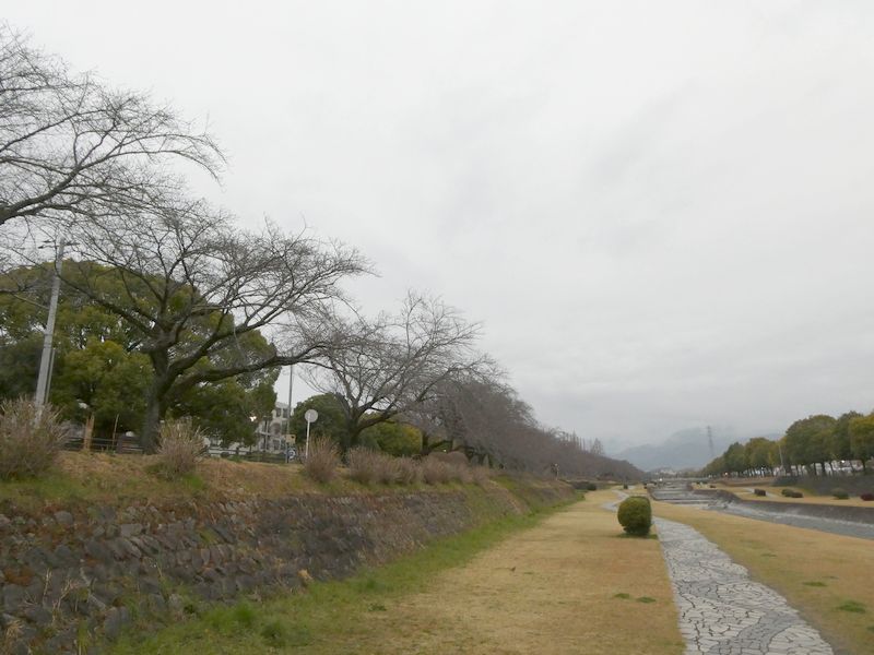 カルチャーパーク前の桜03-2026.03.17