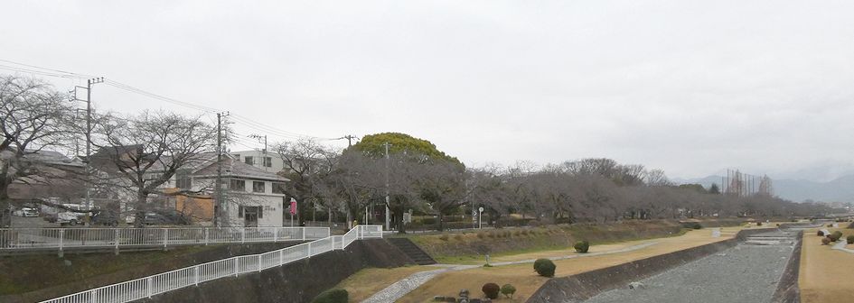 富士見大橋から見た桜01-2026.03.17
