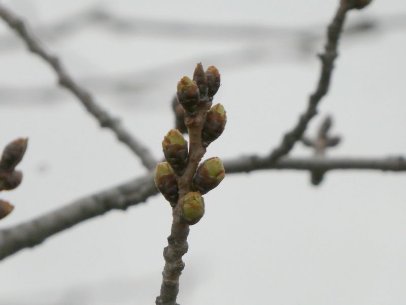 秦野市役所の桜01-2026.03.17