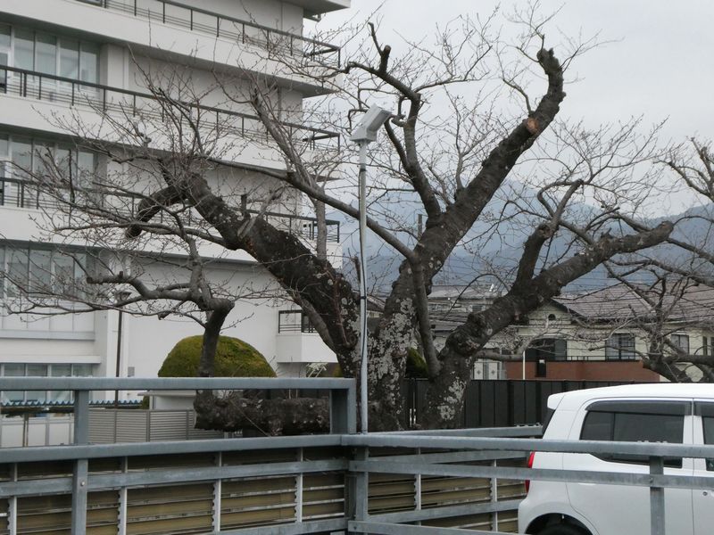 秦野市役所の桜02-2026.03.17